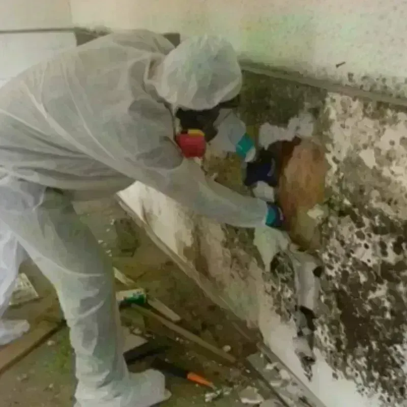 Mold Remediation and Removal in Voorhees, NJ